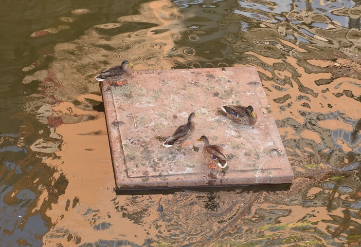 No s'ha trobat l'arxiu